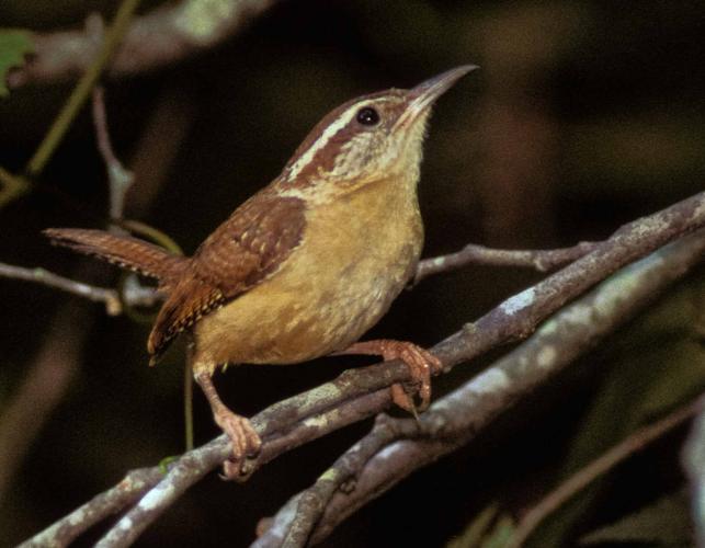 Photo of a Carolina wren perched on a small branch.