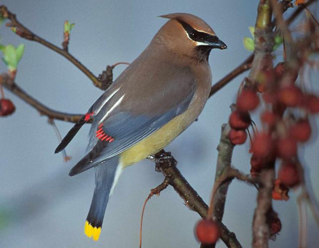 Photo of a cedar waxwing, perched.