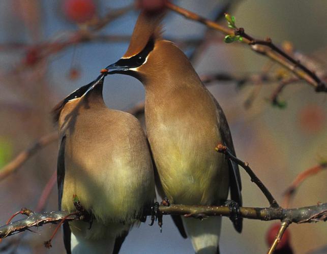 Photo of two cedar waxwings, bill-to-bill, sharing a berry.