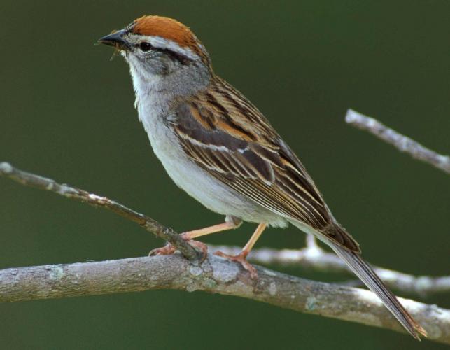 Photo of a chipping sparrow adult in breeding plumage.