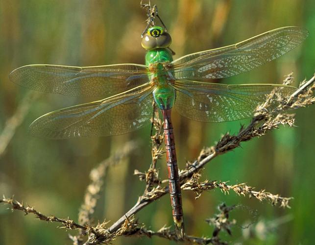 Common green darner dragonfly perched on a dried flowering stalk, viewed from above