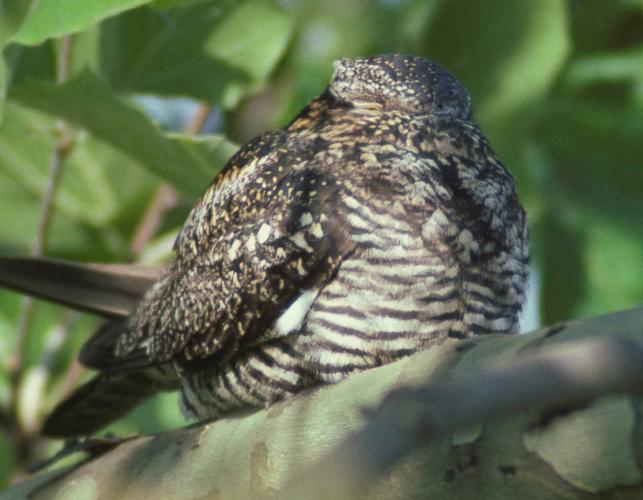 Photo of a common nighthawk on a sycamore branch in the sun.