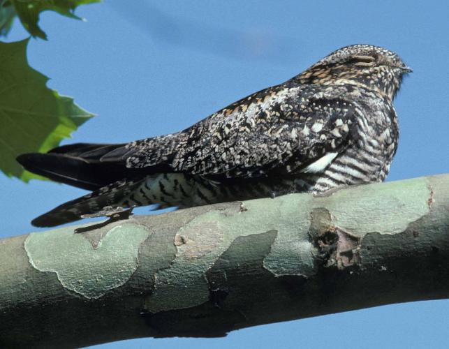 Photo of a common nighthawk on a sycamore branch.
