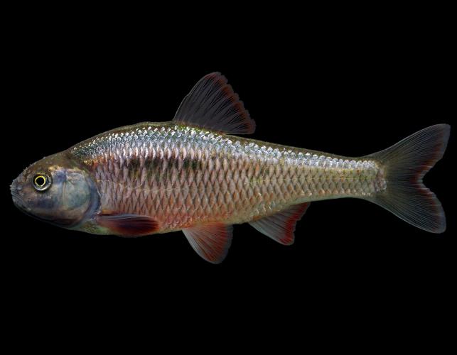 Common shiner, male in spawning colors, side view photo with black background