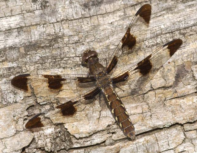 Female common whitetail dragonfly perched on a weathered wooden surface