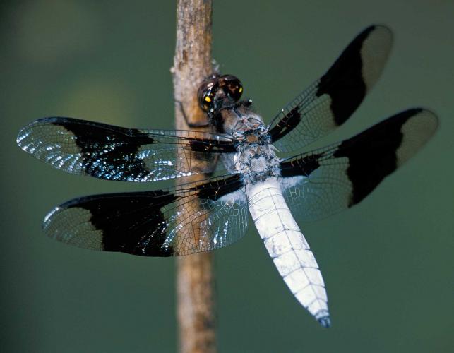 Male common whitetail dragonfly perched on a twig