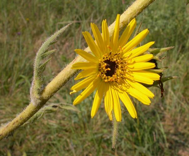 Photo of a compass plant flowerhead in bloom