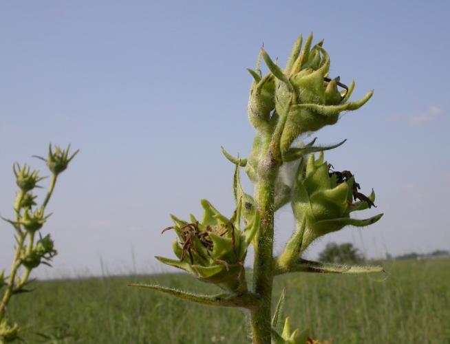 Photo of the involucre of compass plant flowerheads