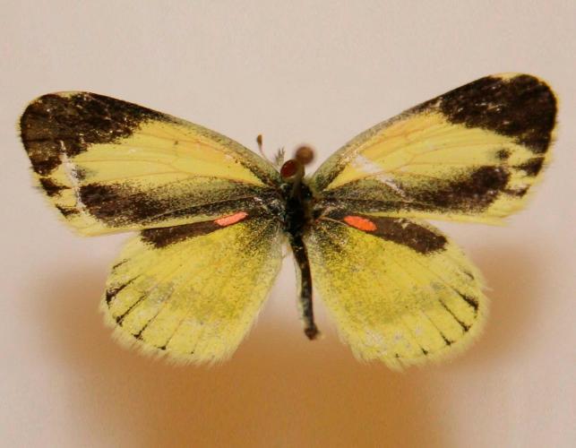 Photo of a dainty sulphur, dorsal view of pinned male specimen