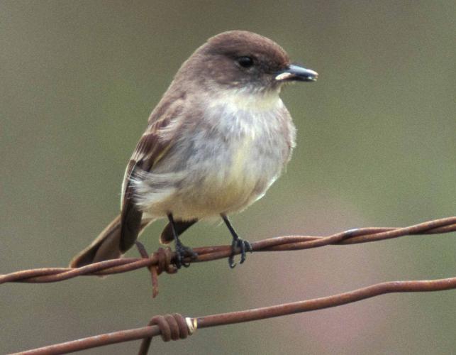 Photo of an eastern phoebe perched on barbwire with insect in bill.