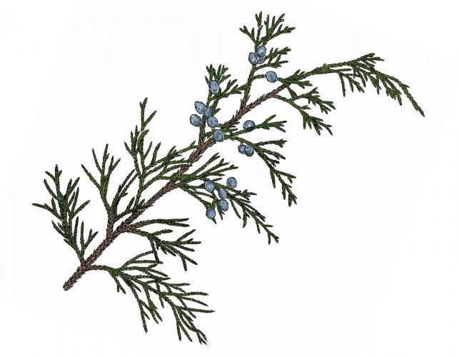 Illustration of eastern red cedar stem, leaves, and fruits.