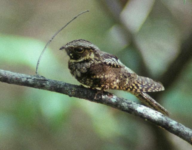 Photo of an eastern whip-poor-will perched on a branch.