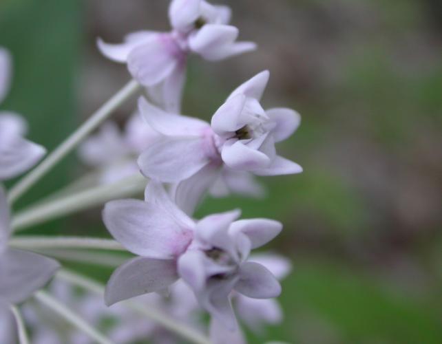Photo of fourleaf milkweed closeup of flowers