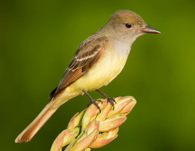 Photo of a great crested flycatcher, perched