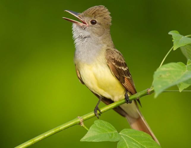 Photo of a great crested flycatcher, perched and singing