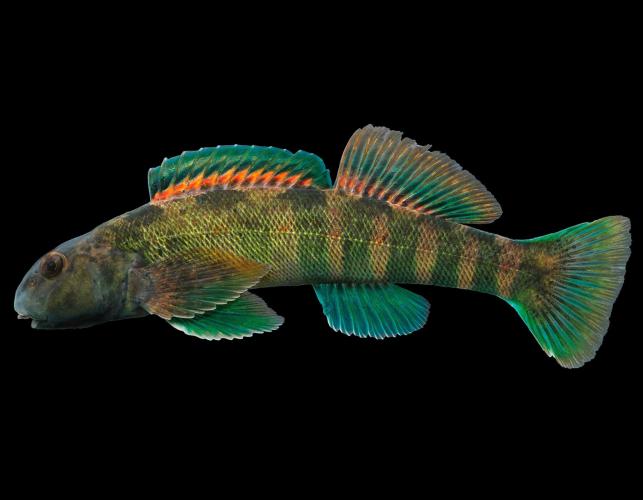 Greenside darter male in spawning colors, side view photo with black background