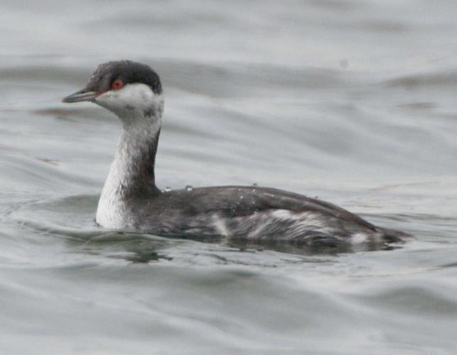 Photo of a horned grebe in winter plumage, floating on the water