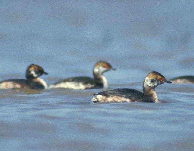 Photo of three horned grebes in during spring molt, floating on water