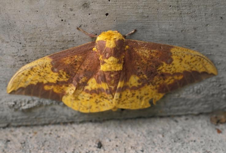 Imperial moth resting with wings out to sides