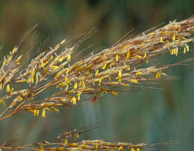 Photo of Indian grass flower head in bloom, showing anthers