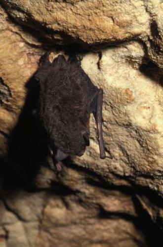 Photo of an Indiana bat hanging in a cave