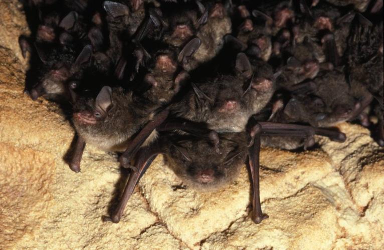 Photo of Indiana bats