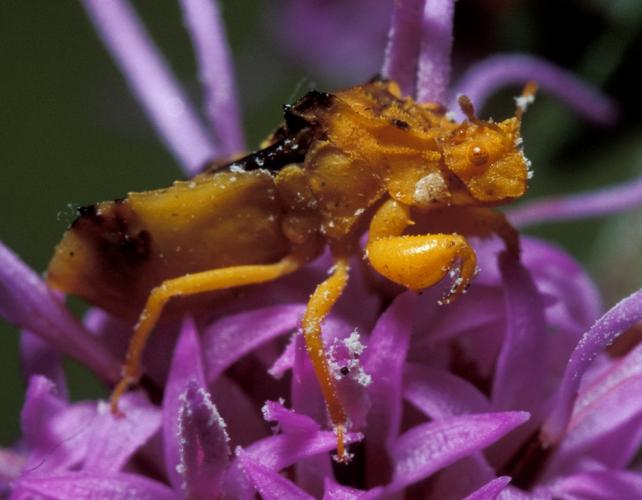 Yellow jagged ambush bug on purple blazing star flowers