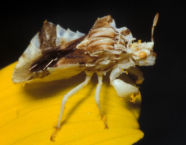 Brown and white jagged ambush bug resting on yellow ray flower