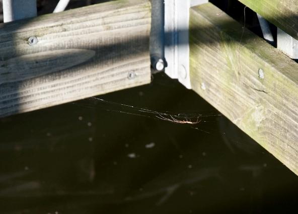 Photo of a longjawed orbweaver in her web