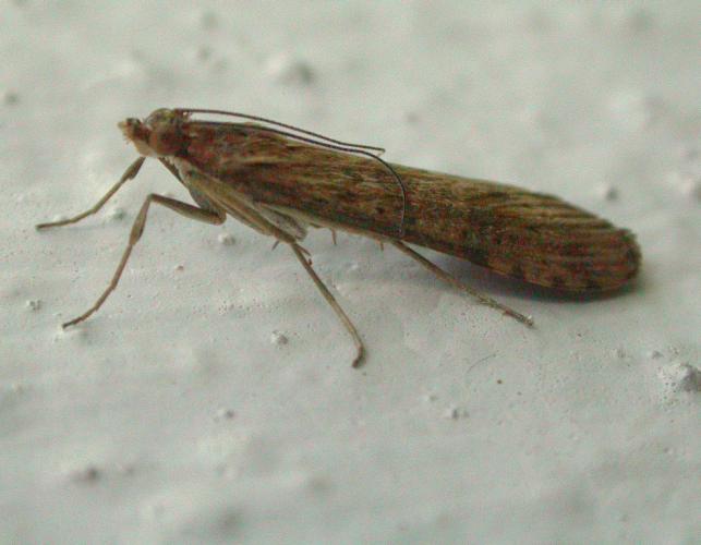 Photo of a lucerne moth