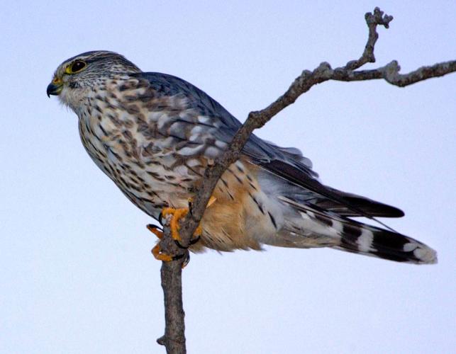 Photo of a merlin, adult male, perched on a branch