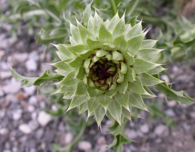 Photo of a musk thistle bud.