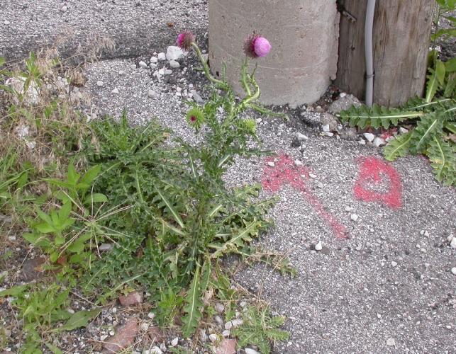 Photo of a musk thistle plant growing with other weeds in a parking lot.