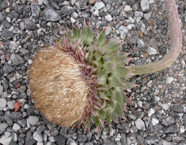 Photo of a mature musk thistle seed head laying on a pavement surface.