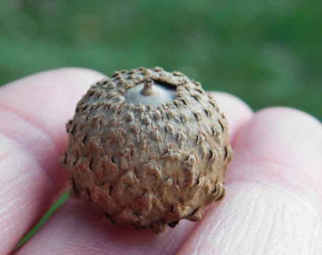 Photo of an overcup oak acorn held on a hand