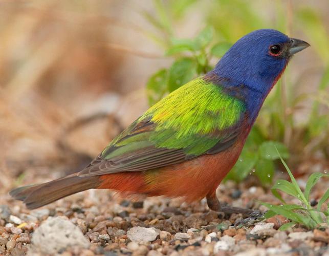 Photo of a male painted bunting standing on the ground.