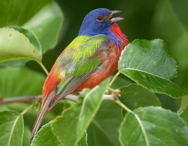 Photo of a male painted bunting, singing.