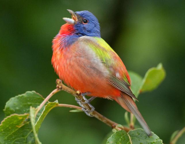 Photo of a male painted bunting, head back, singing.