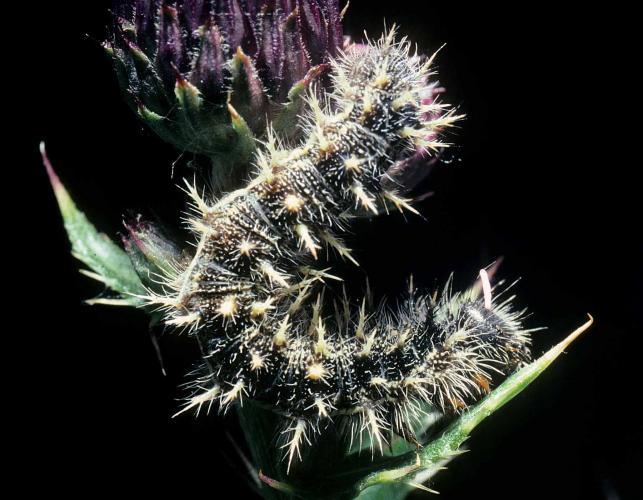 Painted lady caterpillar on a thistle stalk