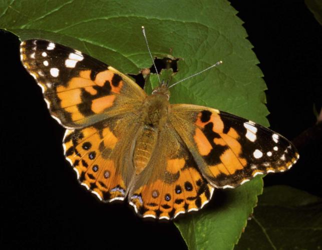 Photo of a painted lady butterfly, wings spread, viewed from above