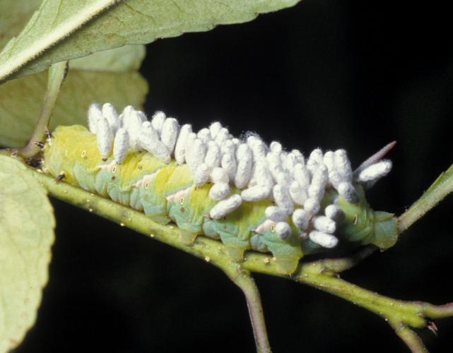 Photo of a pawpaw sphinx caterpillar with several white, silken braconid cocoons on its back and sides.
