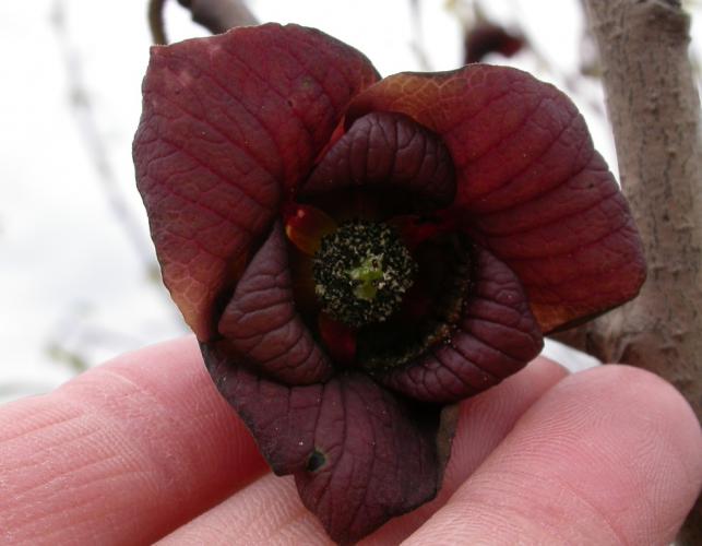 Photo of a pawpaw flower, held sideways to see inside the flower.