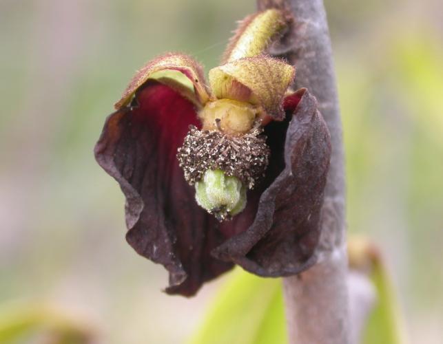 Photo of a spent pawpaw flower, with petals falling off, exposing interior of flower.