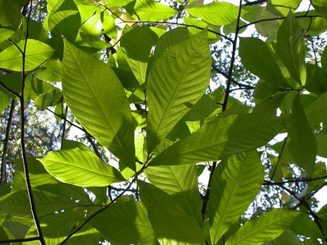 Photo of pawpaw leaves, looking up into the canopy.