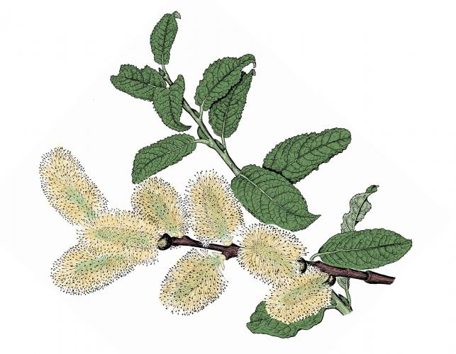 Illustration of pussy willow leaves, stem, flowers.