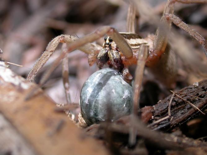 Closeup photo of female rabid wolf spider carrying egg case in her jaws