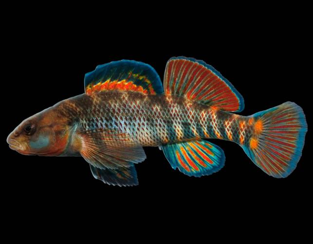 Rainbow darter male in spawning color, side view photo with black background