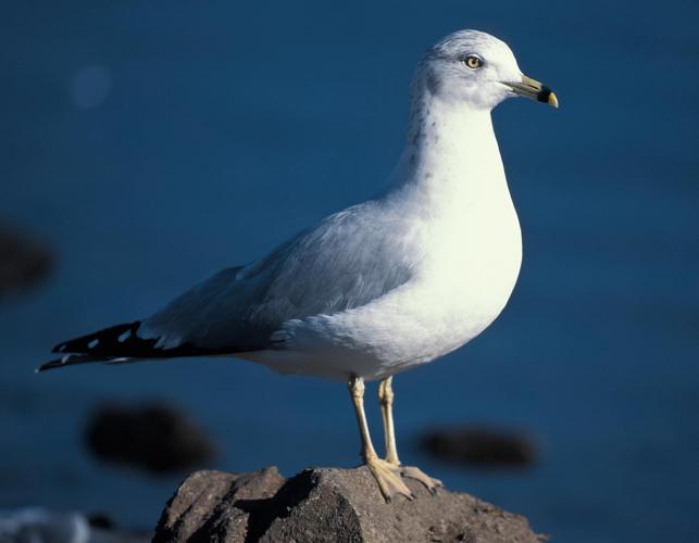 Photo of a ring-billed gull standing on a rock, water in background.