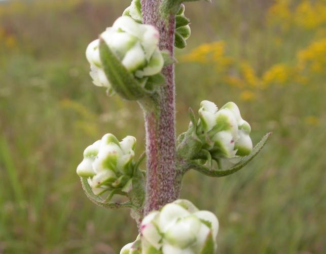 Photo of rough blazing star flowerheads prior to blooming