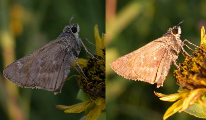 Two views of the same female sachem skipper, shaded at left and sunlit at right.